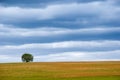 A lonely tree on the horizon of a field with a thunderstorm sky. Spring landscape. Minimalism.