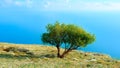 Lonely tree on the Ilyas Kaya mountain