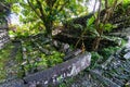 Lonely tree inside Nan Madol: walls, and moat made of large basalt slabs, overgrown ruins in jungle, Pohnpei, Micronesia, Oceania.