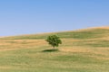 A lonely tree with its` midday shadow on the endless Tuscan cultivated meadows