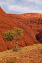 Lonely tree in Kata Tjuta (the Olgas) Royalty Free Stock Photo
