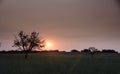 Lonely tree in La Pampa at sunset, Royalty Free Stock Photo