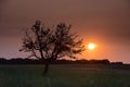 Lonely tree in La Pampa at sunset, Royalty Free Stock Photo