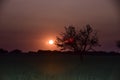 Lonely tree in La Pampa at sunset, Royalty Free Stock Photo