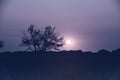 Lonely tree in La Pampa at sunset, Royalty Free Stock Photo