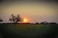 Lonely tree in La Pampa at sunset, Royalty Free Stock Photo