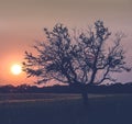 Lonely tree in La Pampa at sunset, Royalty Free Stock Photo