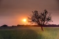 Lonely tree in La Pampa at sunset, Royalty Free Stock Photo