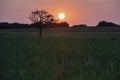 Lonely tree in La Pampa at sunset, Royalty Free Stock Photo