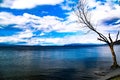 Lonely tree by the lake Royalty Free Stock Photo