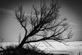 Lonely Tree on Lake Nipissing Royalty Free Stock Photo