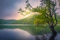 Lonely tree in the lake at sunrise, Plitvice lakes, Croatia Royalty Free Stock Photo