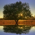 Lonely tree. Royalty Free Stock Photo