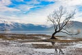 The lonely tree in Lake Wanaka, New Zealand