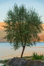 Lonely Tree by the Lakeshore with Mountain Reflections at Sunset Royalty Free Stock Photo