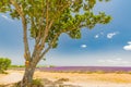 Lonely tree with lavender field background. Countryside road and view, agriculture summer field Royalty Free Stock Photo