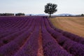 Lonely tree at lavender field Royalty Free Stock Photo