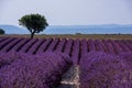 Lonely tree at lavender field Royalty Free Stock Photo