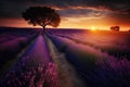 Lonely tree on lavender field at sunset in Provence, France Royalty Free Stock Photo