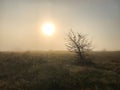 Dawn and the lonely tree. Royalty Free Stock Photo