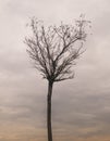 A lonely tree without leaves against a cloudy sky Royalty Free Stock Photo