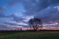 Lonely tree without leaves on the meadow and clouds after sunset on sky Royalty Free Stock Photo