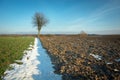 Lonely tree without leaves, plowed field and snow Royalty Free Stock Photo
