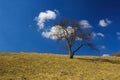 Lonely tree without leaves on the slope on a background of blue sky and white clouds. Royalty Free Stock Photo