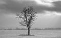 Lonely tree without leaves in the snowy field .Lithuanian winter