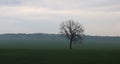 Lonely tree without leaves in spring in field on green grass in cloudy weather Royalty Free Stock Photo