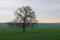 Lonely tree without leaves in spring in field on green grass in cloudy weather Royalty Free Stock Photo