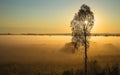 Lonely tree in the light of the Sun