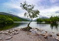 The lonely tree, Llyn Padarn Lake, Snowdonia, North Wales, June 2021