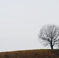 Lonely tree Royalty Free Stock Photo