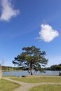 A lonely tree Royalty Free Stock Photo