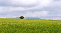 Lonely tree, the lonesome tree in green mountain field