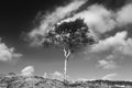 The lonely tree Royalty Free Stock Photo