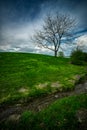 Lonely Tree on Lush, Grassy Hill.