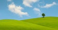 Lonely tree on lush green grass in front of blue sky on a hill in Tuscany countryside, Italy Royalty Free Stock Photo