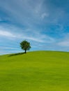 Lonely tree on lush green grass in front of blue sky on a hill in Tuscany countryside, Italy