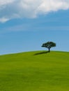 Lonely tree on lush green grass in front of blue sky on a hill in Tuscany countryside, Italy Royalty Free Stock Photo