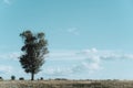 Lonely tree on a meadow, landscape under blue sky Royalty Free Stock Photo