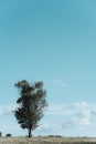 Lonely tree on a meadow, landscape under blue sky Royalty Free Stock Photo