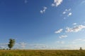 Lonely tree on a meadow, landscape under blue sky Royalty Free Stock Photo