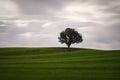 Lonely Tree on a Meadow with moving clouds Royalty Free Stock Photo