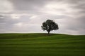 Lonely Tree on a Meadow with moving clouds