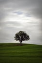 Lonely Tree on a Meadow with moving clouds Royalty Free Stock Photo