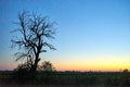 Lonely tree in the meadow during sunset, autumn Royalty Free Stock Photo