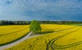 A lonely tree in the middle of a big yellow rapeseed field.