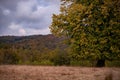 Lonely tree in the middle of a broad clearing. A picturesque and wild place in the autumn season